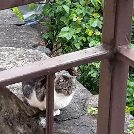 Raineri Apartamento Domaso